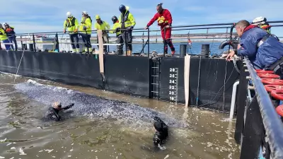 Baleia-jubarte Timmy é resgatada e finalmente solta no Mar do Norte