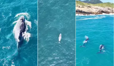 Baleias-jubarte aparecem antes da temporada em Arraial do Cabo