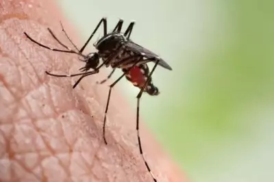 Bebê indígena de 48 dias é 10ª vítima de chikungunya em Dourados