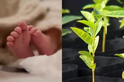 Bebês nascidos em Teresina ganharão muda de árvore frutífera; saiba como