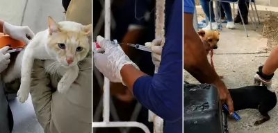 Betim inicia vacinação antirrábica após casos de raiva em morcegos