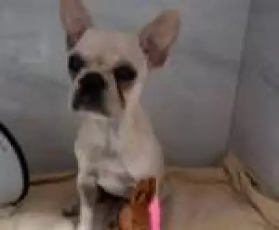 Buldogue intoxicada com 55 pedras de crack sai da UTI e tutora é presa