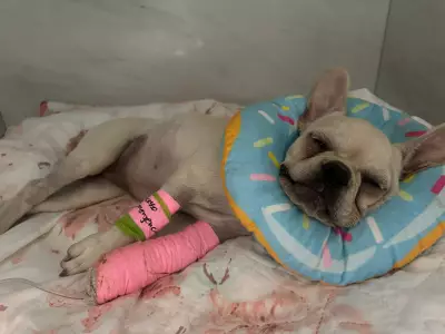 Cachorra que engoliu 55 pedras de crack recebe alta da UTI em SC