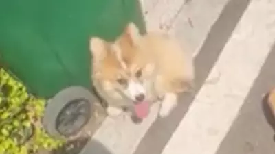 Cachorro abandonado se agarra a ursinho de pelúcia e emociona web