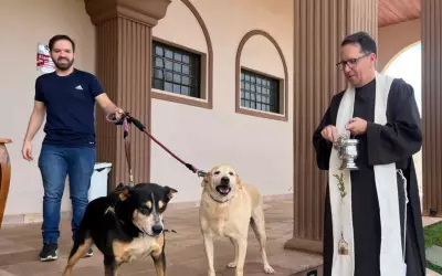 Cachorro mascote de igreja em Serrana morre envenenado com chumbinho
