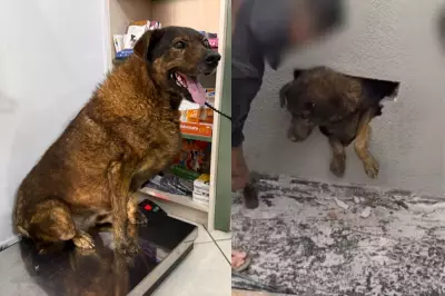 Cadela Pandora, resgatada de parede concretada, é adotada e passa por avaliação
