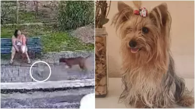 Cadela yorkshire morre em ataque de pitbull de policial militar em praça no Ceará