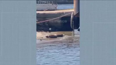 Capivaras aproveitam sol e rolam na areia da Baía de Guanabara
