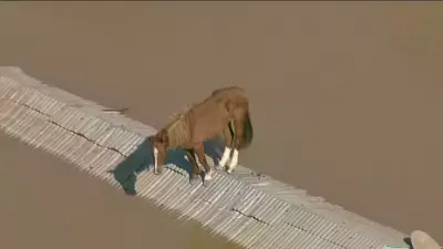 Cavalo Caramelo: Do resgate heroico a celebridade dois anos após enchente no RS