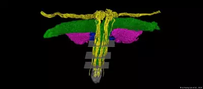Cientistas mapeiam nervos do clitóris em 3D e revelam complexidade inédita