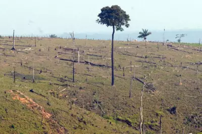Câmara aprova projeto que proíbe embargo ambiental por satélite