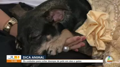 Dica Animal: saiba como evitar doenças de pele em cães e gatos