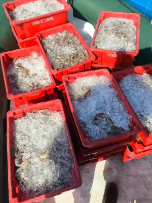 Dupla é presa com 250 kg de pescados e camarões em Paraty