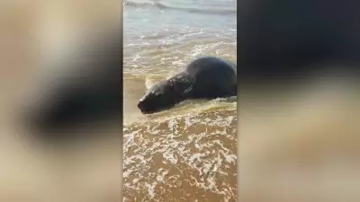 Elefante-marinho surpreende banhistas em praia de São João da Barra