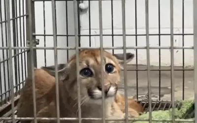Filhote de onça-parda Soraia é tratado em hospital veterinário de Fernandópolis