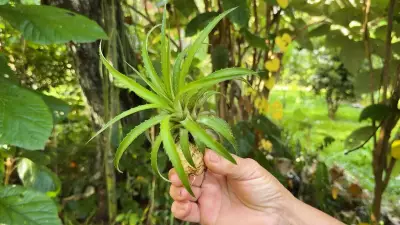 Fitoterapeuta cultiva mais de 170 espécies medicinais em sítio em MG