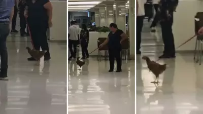 Galinha de estimação passeia de coleira em shopping e viraliza; especialista alerta para riscos