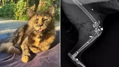 Gata é alvejada com 27 tiros de espingarda em Joinville (SC)