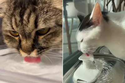 Gatos bebem pouca água: entenda os riscos e como incentivar a hidratação