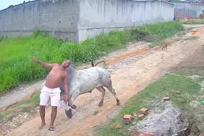 Homem ferido por cabeçada de boi em Paudalho, PE; veja vídeo