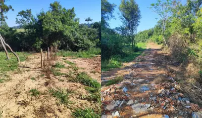 Homem é multado em R$ 11,6 mil por corte irregular de árvores nativas em Presidente Prudente