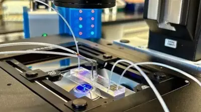 IA encontra espermatozoides ocultos e realiza sonho de paternidade