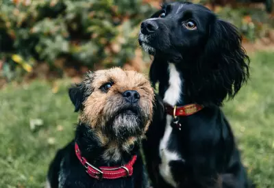Itapetininga abre inscrições para mutirão de castração e microchipagem gratuita de cães e gatos