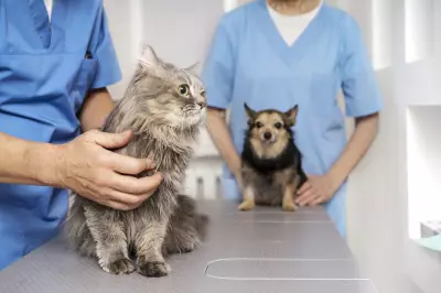 Itapeva (SP) promove mutirão de vacinação antirrábica para cães e gatos