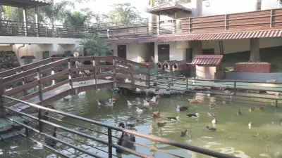 MP resgata mais de 160 animais silvestres em operação em Ribeirão das Neves
