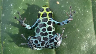 Nova espécie de rã-veneno é descoberta no Acre e no Peru após análise de DNA