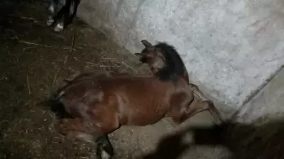 Nove cavalos morrem em Guarulhos após consumir ração contaminada