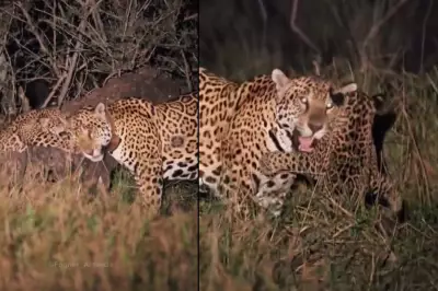 Onça-pintada Aroeira brinca com filhote em safari no Pantanal de MS