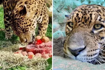Onça-pintada de 21 anos morre no Parque Ecológico de Americana (SP)