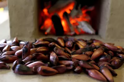 Pinhão engorda? Nutricionista explica como incluir semente na dieta sem culpa