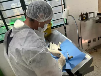 Piracicaba terá mutirão de castração gratuita para cães e gatos em maio
