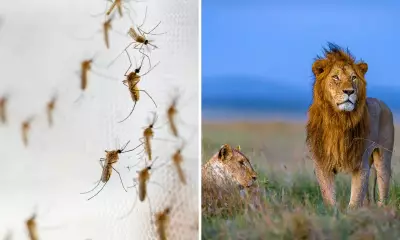 Por que mosquitos são mais perigosos que leões e como erradicá-los
