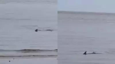 Possível tubarão é flagrado em águas rasas na Praia do Jacamim em São Luís