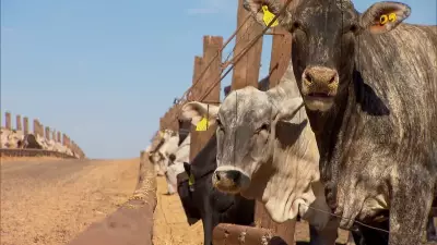 Preço da carne bovina no atacado atinge recorde com alta de 45% em dois anos