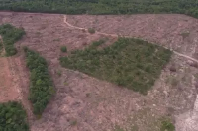 Proprietário é multado em R$ 13 mil por desmatar 10 hectares em MS