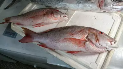 Rastreamento de peixes é essencial para combater ciguatera, diz especialista
