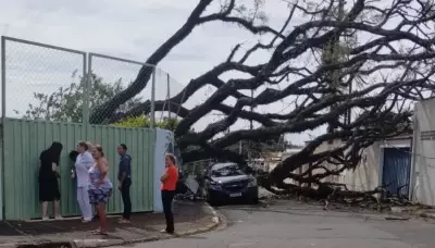 Árvore de grande porte cai e derruba muro de escola estadual em Campinas