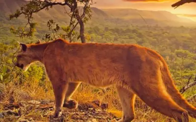 Santuário na Chapada dos Veadeiros abriga fauna do Cerrado após ataque de onça