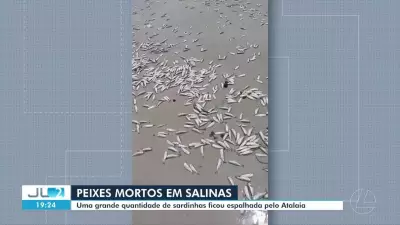 Sardinhas mortas cobrem praia do Atalaia em Salinópolis, PA
