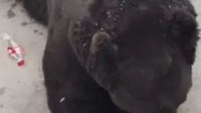 Urso abre garrafa de Coca-Cola sozinho e viraliza na China