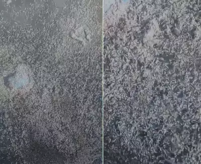Vídeo mostra grande concentração de larvas na Lagoa de Araruama, em São Pedro da Aldeia