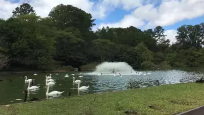 Zoológico de Sapucaia do Sul fecha após morte de 15 cisnes; causas são investigadas