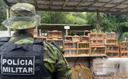 155 pássaros silvestres são apreendidos em feira livre de Lagarto, SE