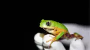 17 filhotes de perereca-rústica, espécie ameaçada, nascem em Foz do Iguaçu