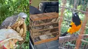 29 aves silvestres são devolvidas à natureza no PI após resgate e reabilitação