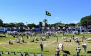 91ª ExpoZebu: 44 animais de 11 raças são consagrados Grandes Campeões
